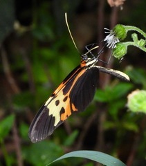 Mechanitis messenoides