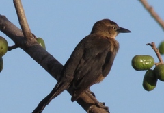 Quiscalus nicaraguensis