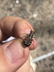 Cicindela repanda repanda