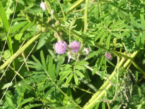 Giant Sensitive Plant