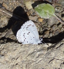 Celastrina ladon