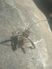 Leptoglossus lineosus