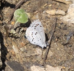 Celastrina ladon