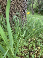 Ranunculus canus canus