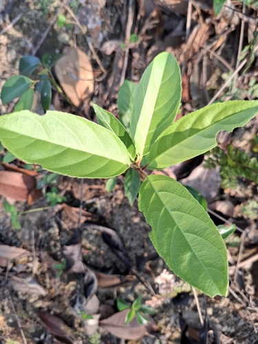 Itea chinensis observed 2026-04-26