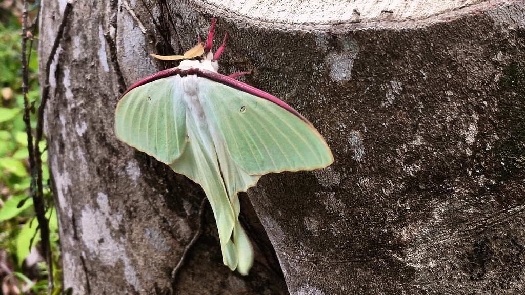 Moon Moths in April 2026 by Miirpor Dhirada · iNaturalist