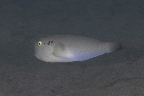 Fivefinger razorfish (Iniistius pentadactylus) — Labridae — 2