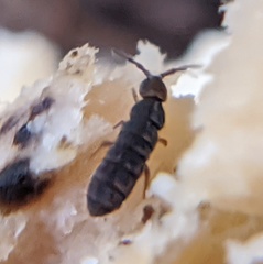 Anurophorus