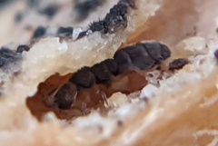 Anurophorus