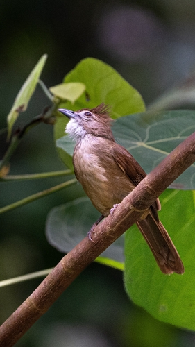 Ochraceous Bulbul (Alophoixus ochraceus), photo 3