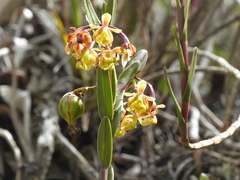 Epidendrum stictoglossum