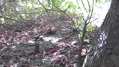 iNaturalist image