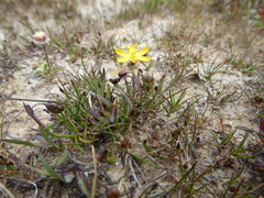 Sisyrinchium brevipes