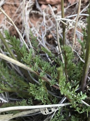 Lomatium scabrum