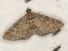 Eucymatoge scotodes