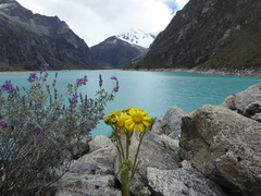 Senecio comosus culcitioides