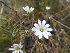Drymaria stereophylla