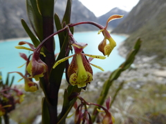Epidendrum stictoglossum