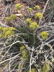 Lomatium scabrum