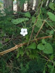 Ipomoea plebeia