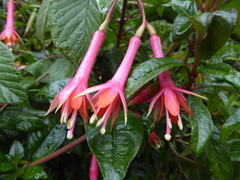 Fuchsia denticulata
