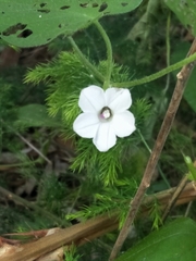 Ipomoea plebeia