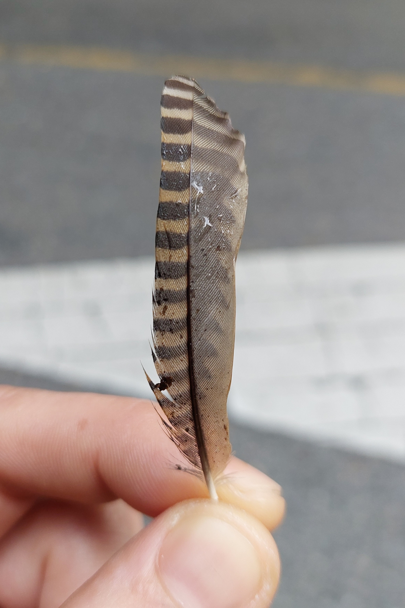 Spectacled Barwing (Actinodura ramsayi), photo 7