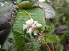 Cuscuta odorata