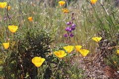 Eschscholzia californica