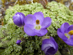Nototriche obtusa