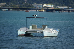 Larus dominicanus