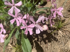 Silene caroliniana