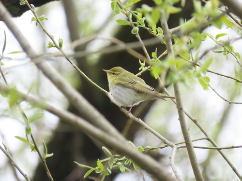 Mosquitero silbador (Phylloscopus sibilatrix)