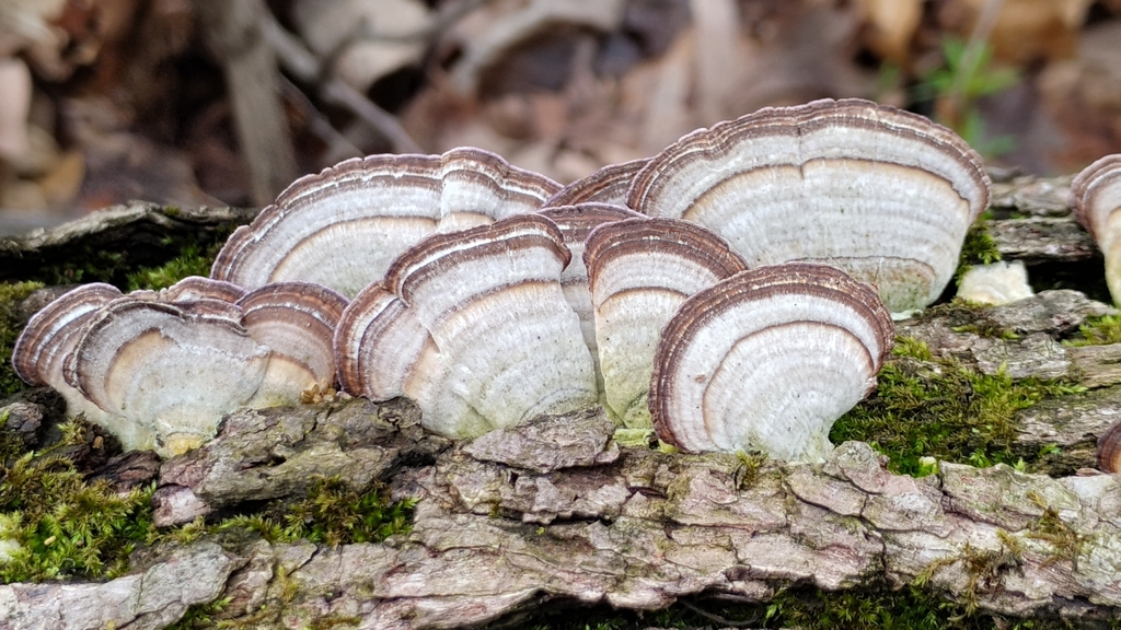 Trichaptum biforme · April 2026 · photo: © pholroyd (iNaturalist, cc0)