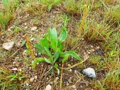 Plantago eriopoda