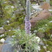 Lupinus weberbaueri - Photo (c) danplant, algunos derechos reservados (CC BY-NC), subido por danplant