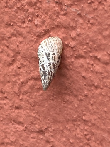 Pointed Snail