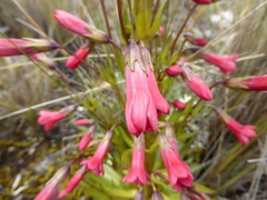 Gentianella weberbaueri