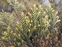 Andicolea ferruginea