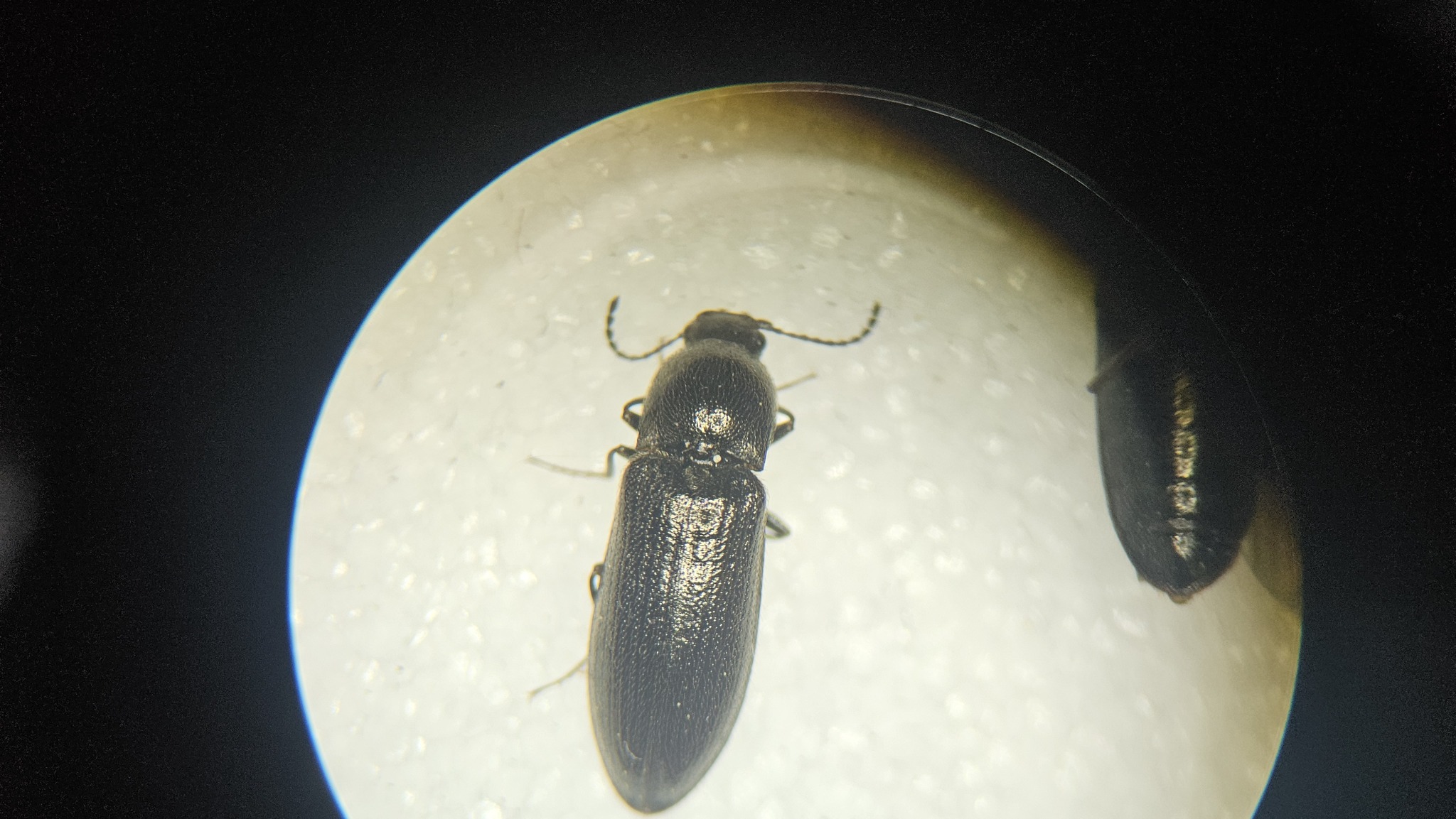 Pheletes aeneoniger