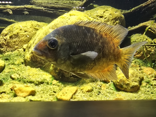 Kotsovato (Paretroplus kieneri) — Cichlidae — 2