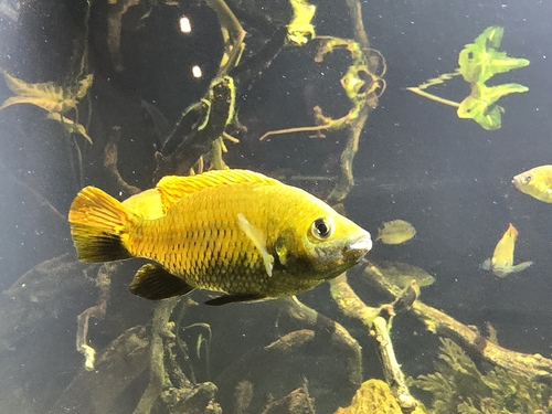 Otjikoto tilapia (Tilapia guinasana) — Cichlidae — 5