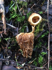 Morchella rufobrunnea
