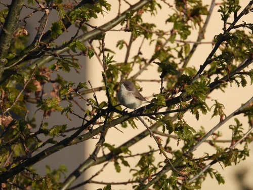 Lesser Whitethroat