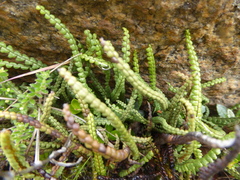 Melpomene moniliformis