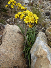 Senecio comosus
