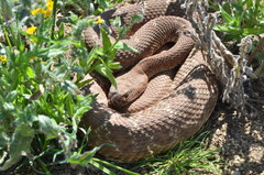 Crotalus ruber