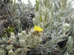 Senecio sublutescens