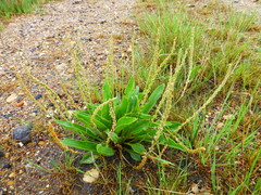 Plantago eriopoda