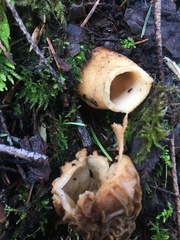 Morchella rufobrunnea